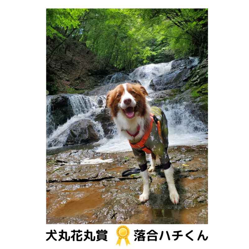 第1回「五感全開！つま♡恋犬」フォトコンテスト結果発表！！ - 一般 